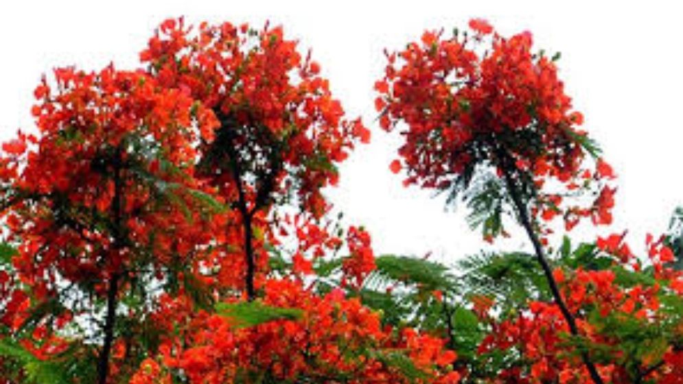 সৌন্দর্যের ছোঁয়ায় গ্রীষ্মের ফুল