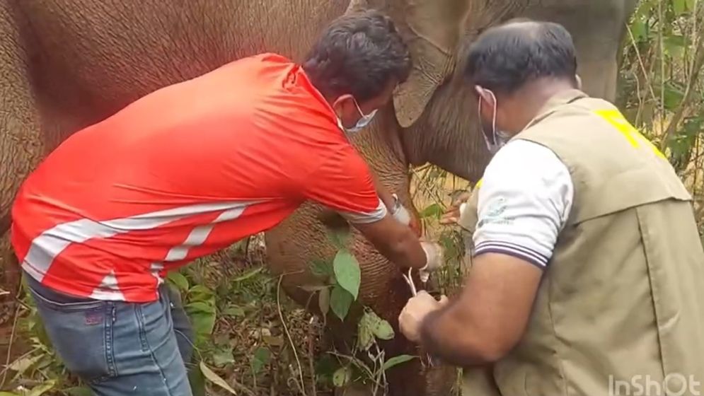সীমান্তের পাহাড়ে অসুস্থ বন্যহাতির চিকিৎসা করল বন বিভাগ