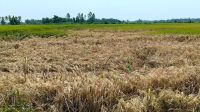 যুগান্তরে সংবাদ প্রকাশ, পোকার আক্রমণ ঠেকাতে স্কোয়াড গঠন