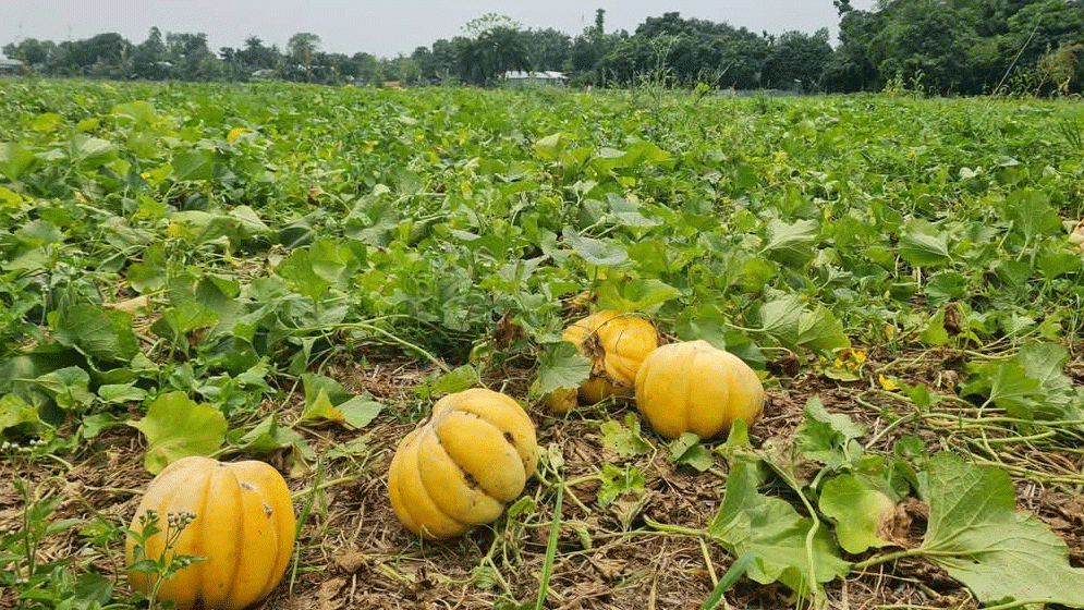 পচে নষ্ট হচ্ছে কষ্টের ফসল বাঙ্গি
