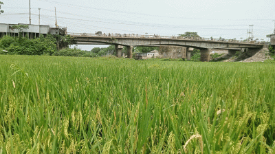 ফুলপুরের খরস্রোতা খড়িয়া নদী এখন ফসলের মাঠ