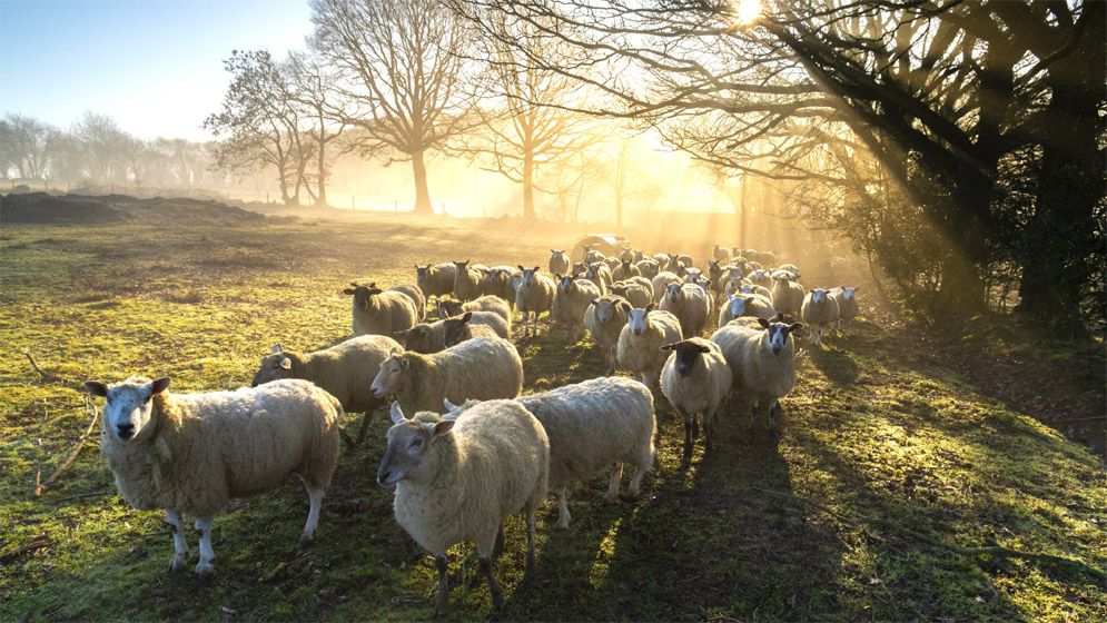 কুরবানি কাদের ওপর ওয়াজিব