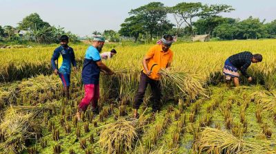 কৃষকের ধান কেটে দিচ্ছে রূপগঞ্জ উপজেলা যুবদল