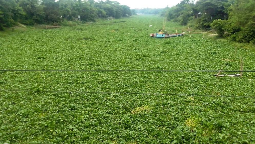 দুর্ভোগের আরেক নাম ইছামতির কচুরিপানা