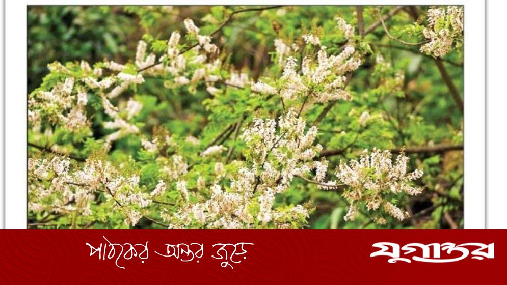 ফুলের নাম পঙ্গপাল, পাহাড়ে মুগ্ধতা