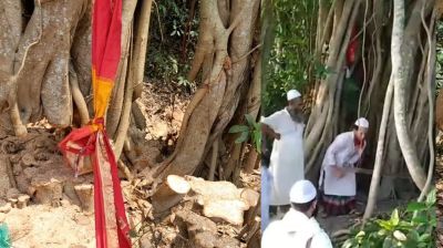 শিরকের অভিযোগ এনে কাটা হলো শতবর্ষী বটগাছ