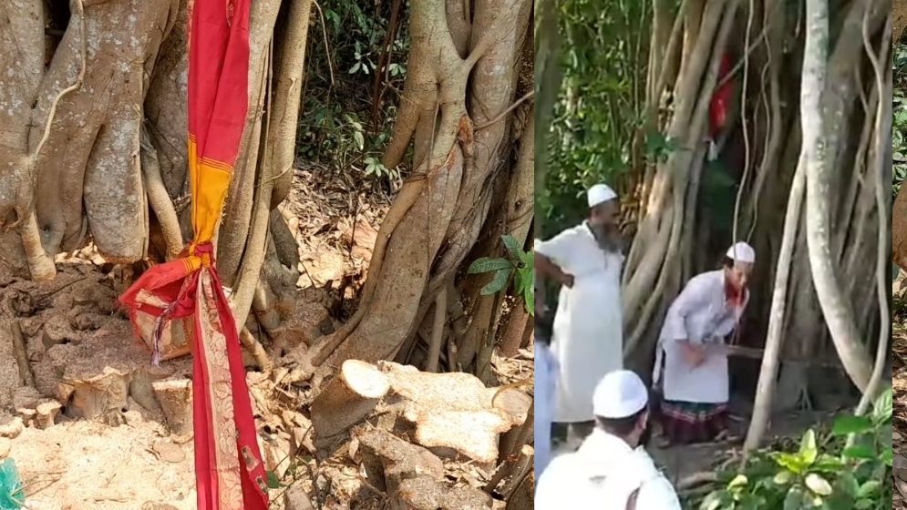 শিরকের অভিযোগ এনে কাটা হলো শতবর্ষী বটগাছ