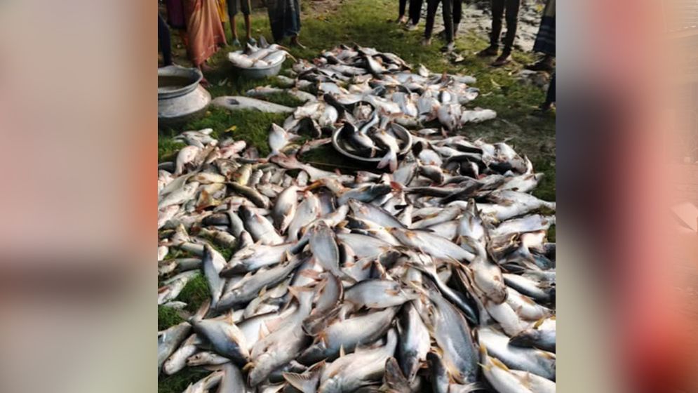 মাছের সঙ্গে এ কেমন শত্রুতা!