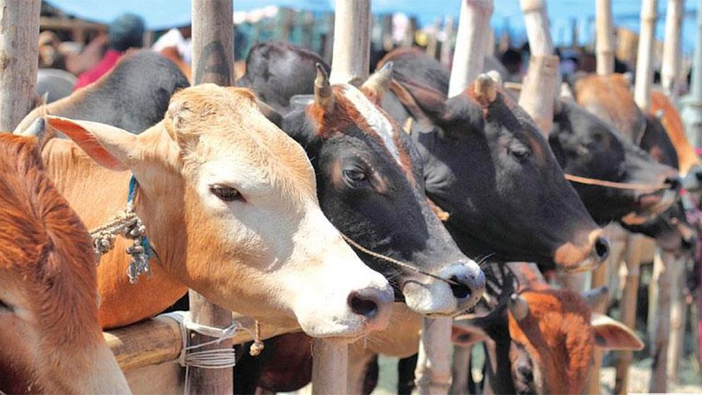 কুরবানির পশুর বয়স কত হতে হবে