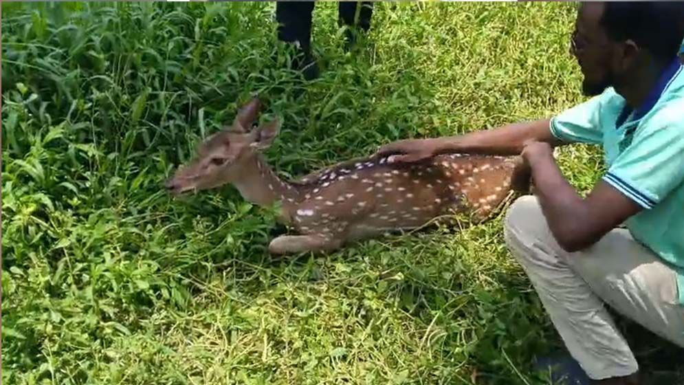 সোনাতলা থেকে উদ্ধার হওয়া হরিণ বনে অবমুক্ত