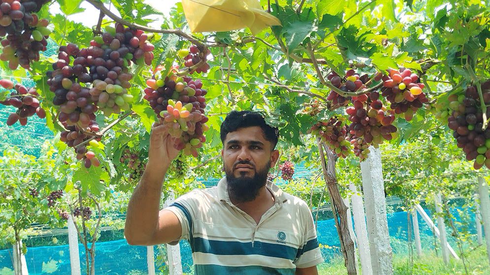 আঙুর চাষে সফল কালীগঞ্জের আলামিন