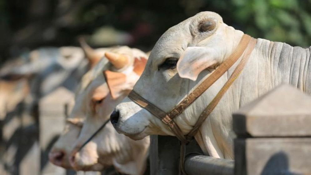 কুরবানির নিসাবে এক বছর পূর্ণ হওয়া জরুরি?