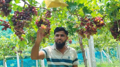আঙুর চাষে সফল কালীগঞ্জের আলামিন