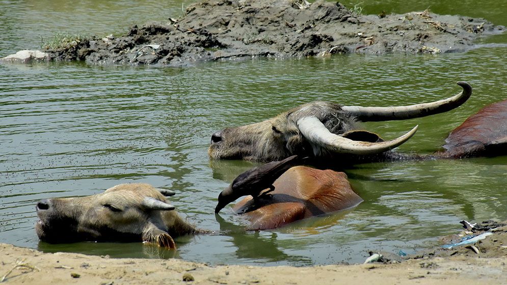 তীব্র গরমে অতীষ্ঠ জনজীবন