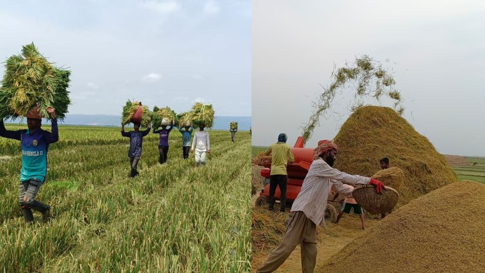 ঈদ আনন্দে মেতেছেন সুনামগঞ্জের কৃষকরা