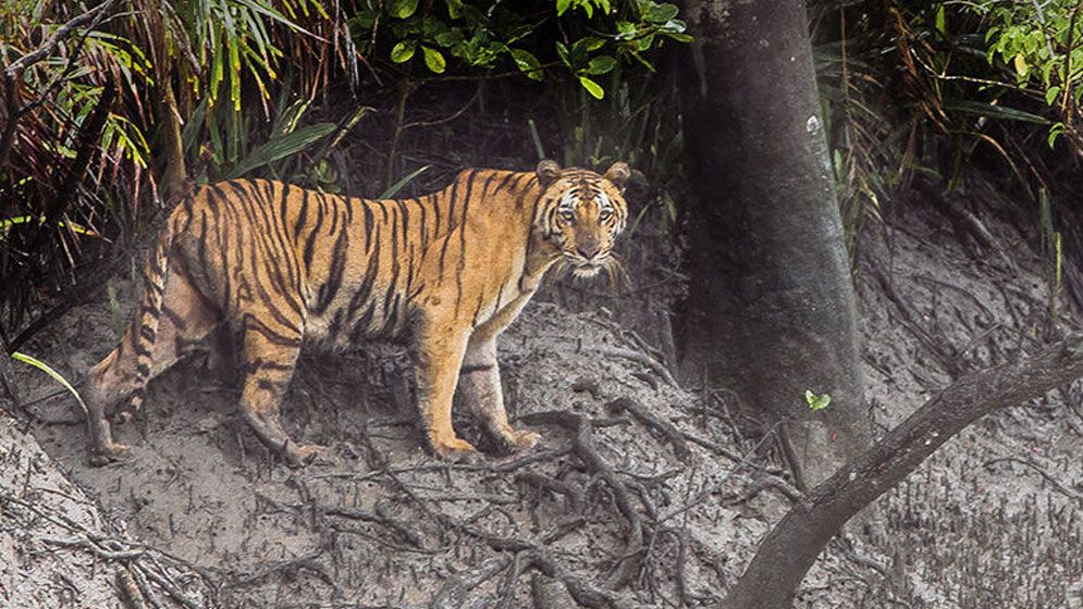 সুন্দরবনের ১০ কিমির মধ্যে শিল্পপ্রতিষ্ঠান নির্মাণে নিষেধাজ্ঞা