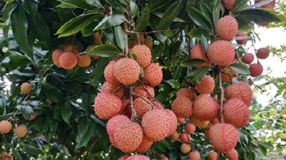মঙ্গলবাড়িয়ার সুস্বাদু লিচু রপ্তানি হচ্ছে বিভিন্ন দেশে
