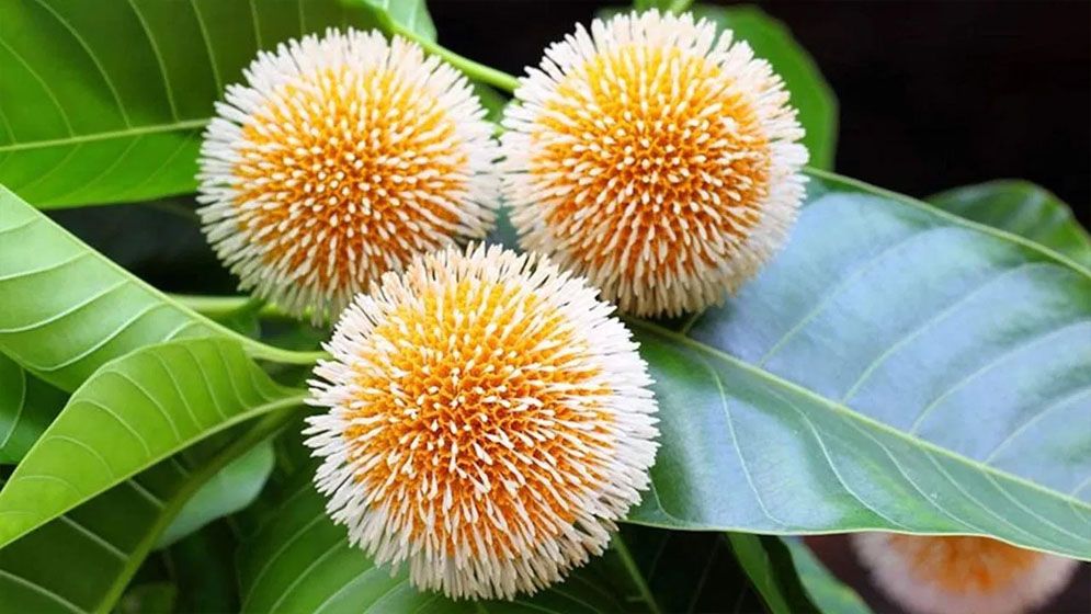 বৈশাখেই ফুটছে আষাঢ়ের কদম