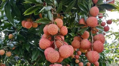 মঙ্গলবাড়িয়ার সুস্বাদু লিচু রপ্তানি হচ্ছে বিভিন্ন দেশে