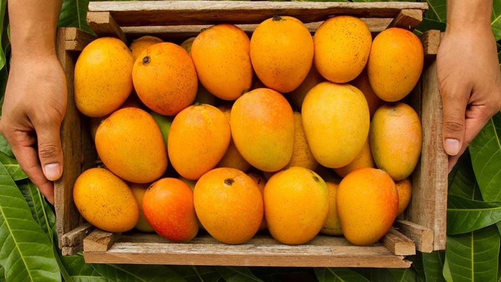 ডায়াবেটিসের রোগীরা যেভাবে পাকা আম খেলে সুগার বাড়ার ভয় থাকবে না