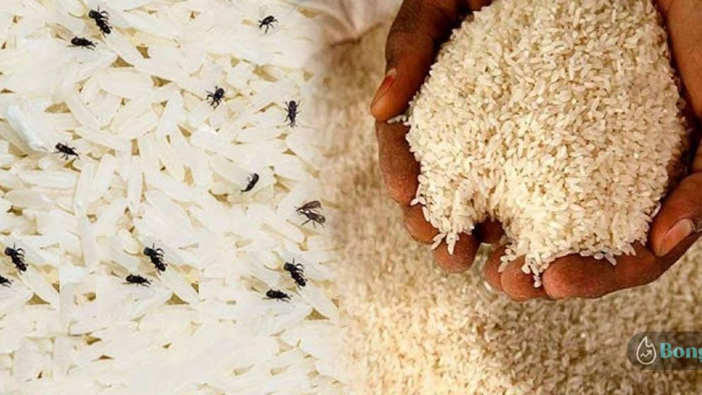 চালের পোকা দূর করুন ঘরোয়া ৫ উপায়ে