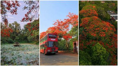 কৃষ্ণচূড়ায় রঞ্জিত জাবি ক্যাম্পাস