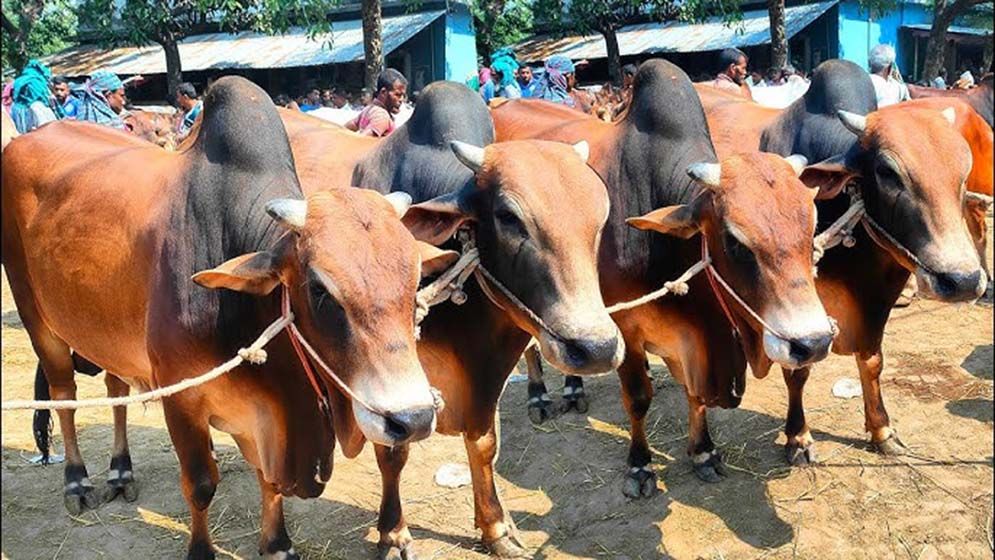 ব্রাহ্মণবাড়িয়ায় কুরবানির জন্য দেড় লাখ পশু প্রস্তুত