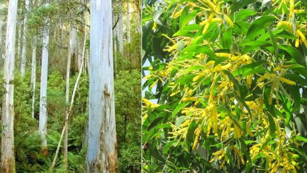 ইউক্যালিপটাস ও আকাশমনি গাছ রোপণ-বিক্রি নিষিদ্ধ