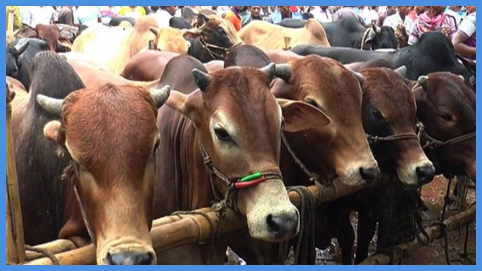 রাজধানীর যেসব স্থানে বসবে কুরবানির পশুর হাট