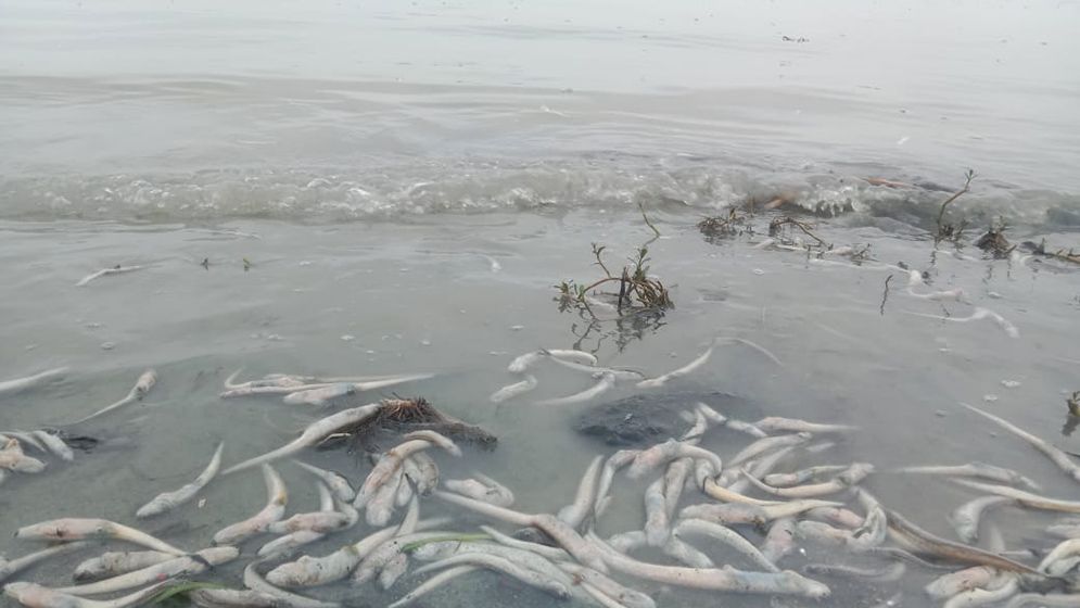 মেঘনায় আবারও ভেসে উঠছে মরা মাছ