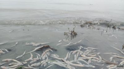 মেঘনায় আবারও ভেসে উঠছে মরা মাছ