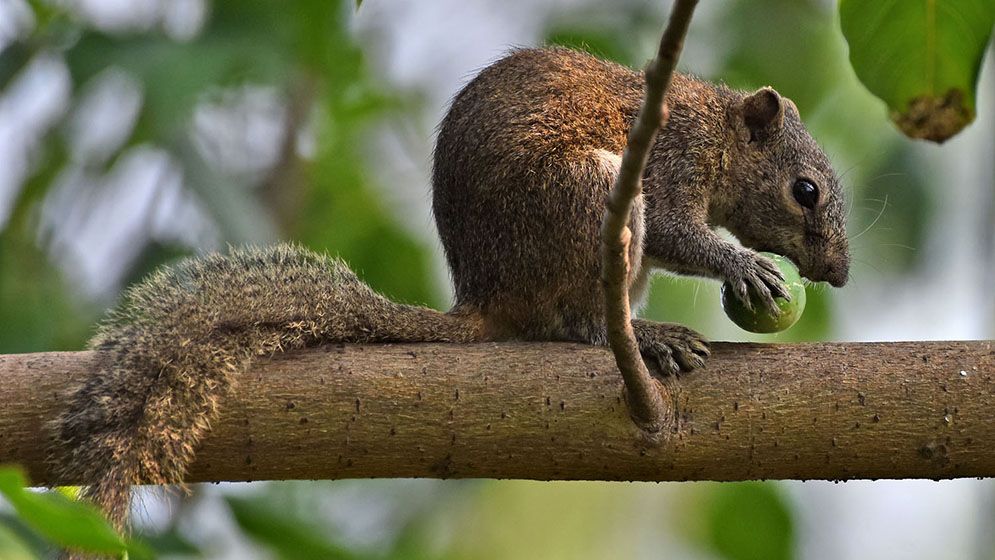ইট পাথরের নগরীতে খাবার নিয়ে পালিয়ে যাচ্ছে কাঠবিড়ালী