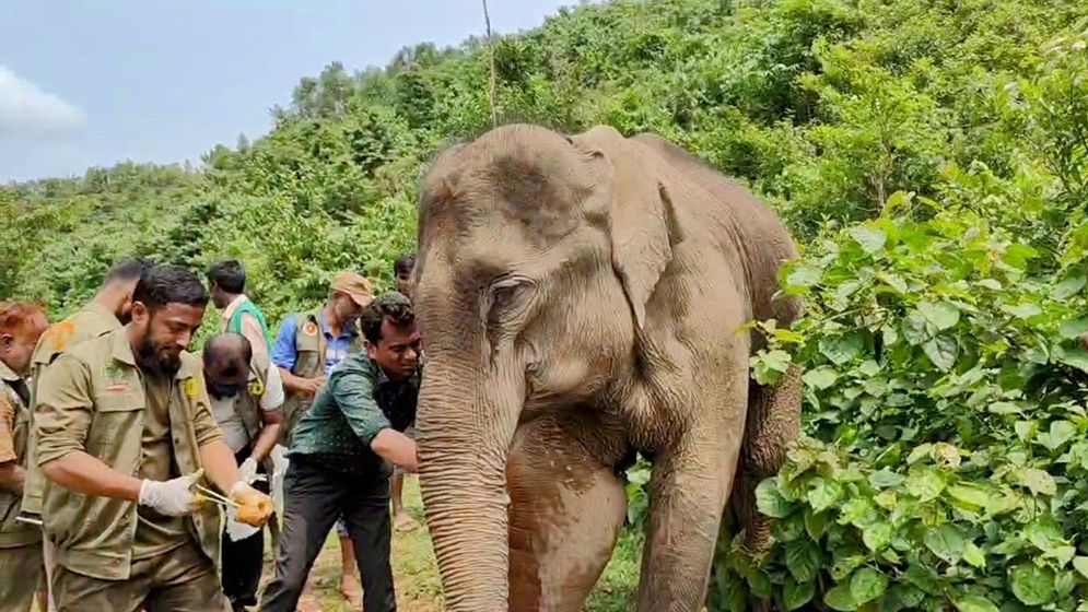 শেরপুর সীমান্তে দ্বিতীয় দফায় সেই বন্যহাতির চিকিৎসা