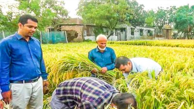 এক চালেই ভাত-পোলাও-খিচুড়ি-বিরিয়ানি-তেহারি