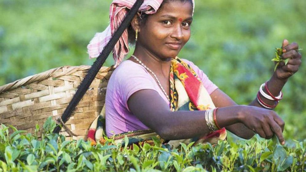 ‘মুল্লুক চলো’ আন্দোলন দিবসকে চা শ্রমিক দিবস ঘোষণার দাবি