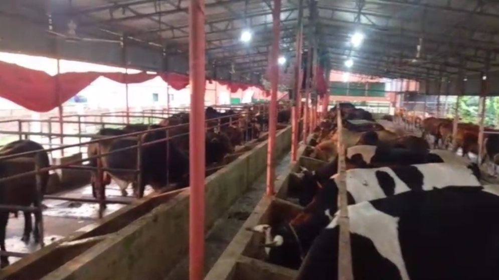 ফেনীতে কুরবানির জন্য প্রস্তুত ৮৭ হাজার পশু