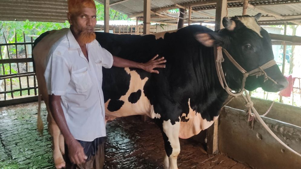 কুরবানির জন্য প্রস্তুত ২২ মণের সোহাগ বাবু