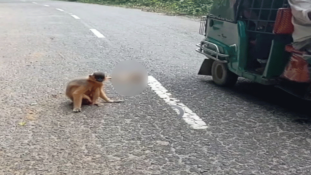 গাড়ির চাপায় শাবকের মৃত্যু, মা হনুমান আহত