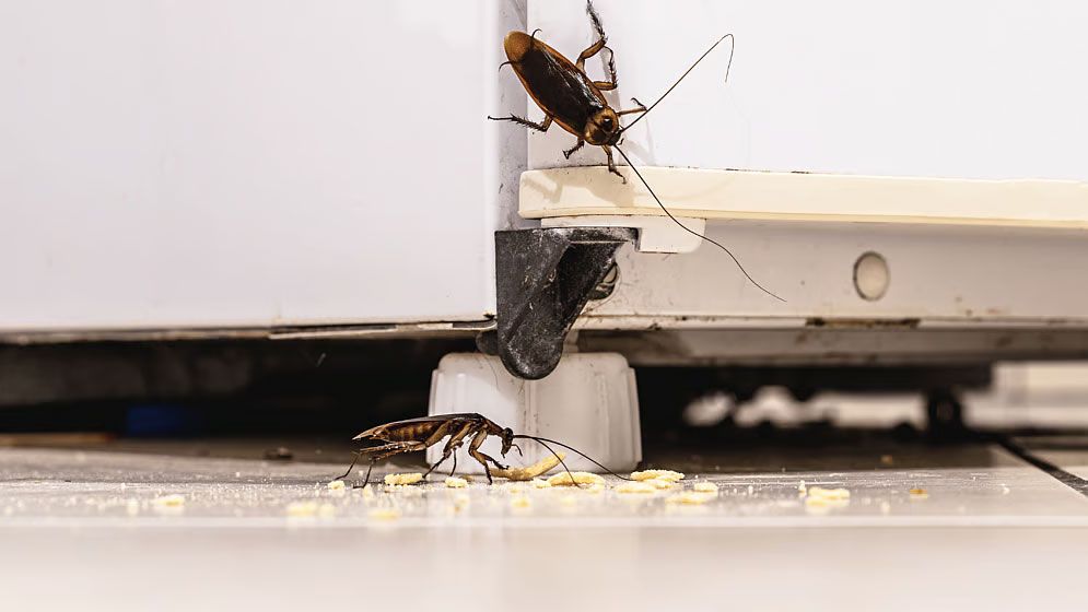 রান্নাঘরে আরশোলার উপদ্রব বন্ধ করবে চিনি, জেনে নিন ব্যবহার