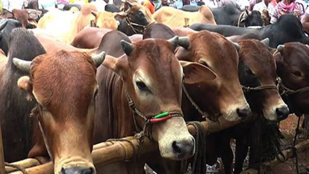 ঢাকায় ১৮ স্থানে বসছে কুরবানির অস্থায়ী পশুর হাট
