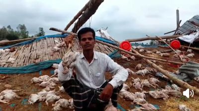 ঝড়ে উড়ে গেল চোখা মিয়ার স্বপ্ন, মারা গেল ১৪০০ মুরগি