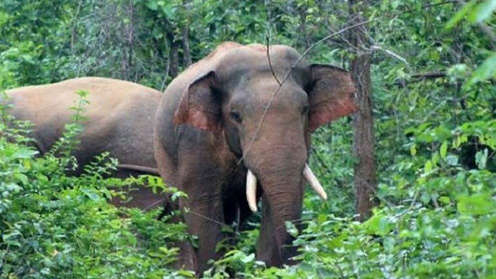 শেরপুর সীমান্তে একঘণ্টার ব্যবধানে বন্যহাতির আক্রমণে ২ জনের মৃত্যু