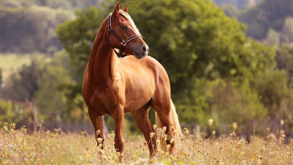 ঘোড়া দিয়ে কুরবানি করা যাবে?