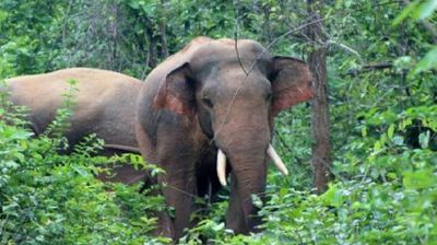 শেরপুর সীমান্তে একঘণ্টার ব্যবধানে বন্যহাতির আক্রমণে ২ জনের মৃত্যু