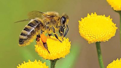 মৌ-পতঙ্গের ডানায় টিকে আছে আমাদের খাদ্য ও সংস্কৃতি