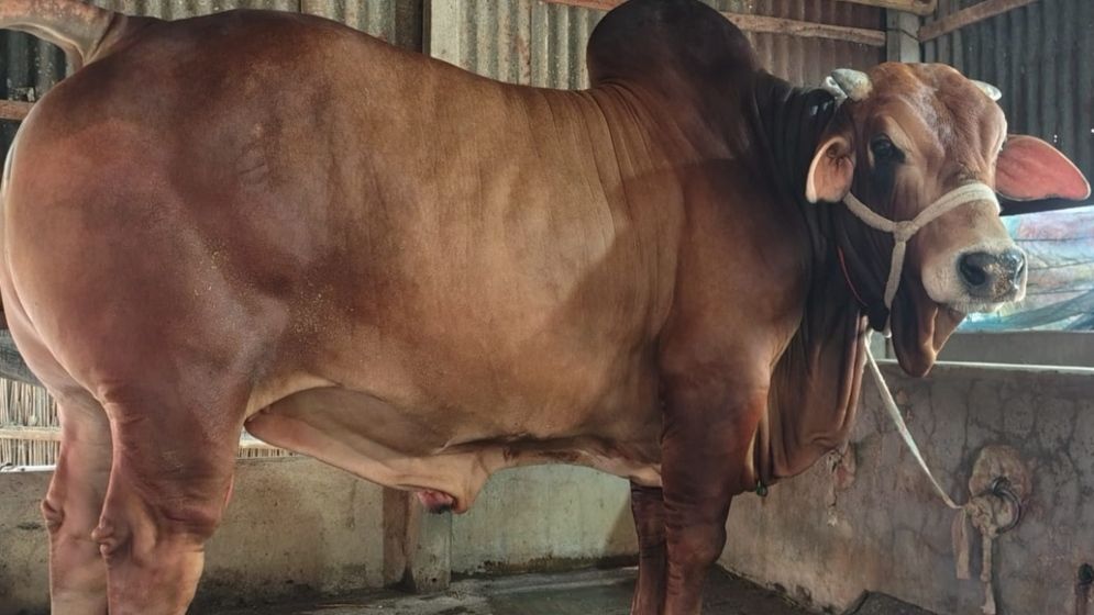কুরবানিতে এবার হাট কাঁপাবে রাজবাড়ীর ‘রাজা’