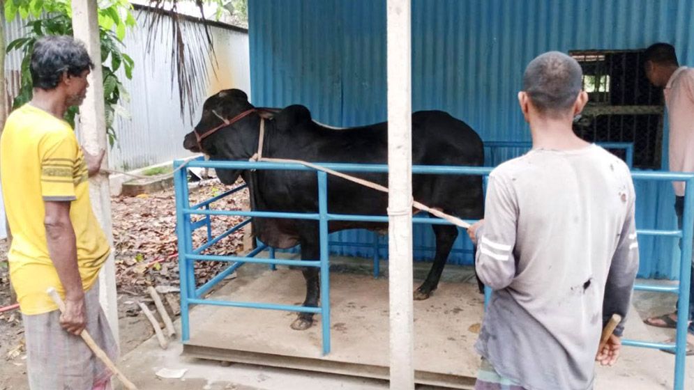 ‘লাইভ ওয়েটে’ কুরবানির পশু বিক্রি করা কি জায়েজ?