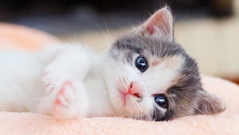 হারানো বিড়াল খুঁজে পেতে সাঁটানো হয়েছে পোস্টার, পুরস্কার ঘোষণা