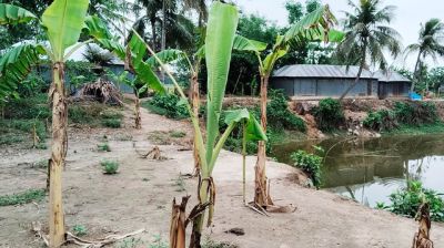 ভূমিহীনদের উচ্ছেদ করে জমি দখল যুবলীগ নেতার