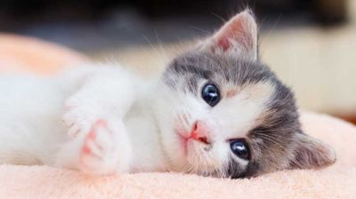 হারানো বিড়াল খুঁজে পেতে সাঁটানো হয়েছে পোস্টার, পুরস্কার ঘোষণা